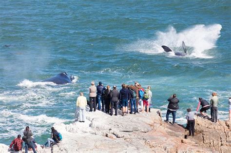 whales in hermanus season|Ultimate Guide to Whale Watching Hermanus